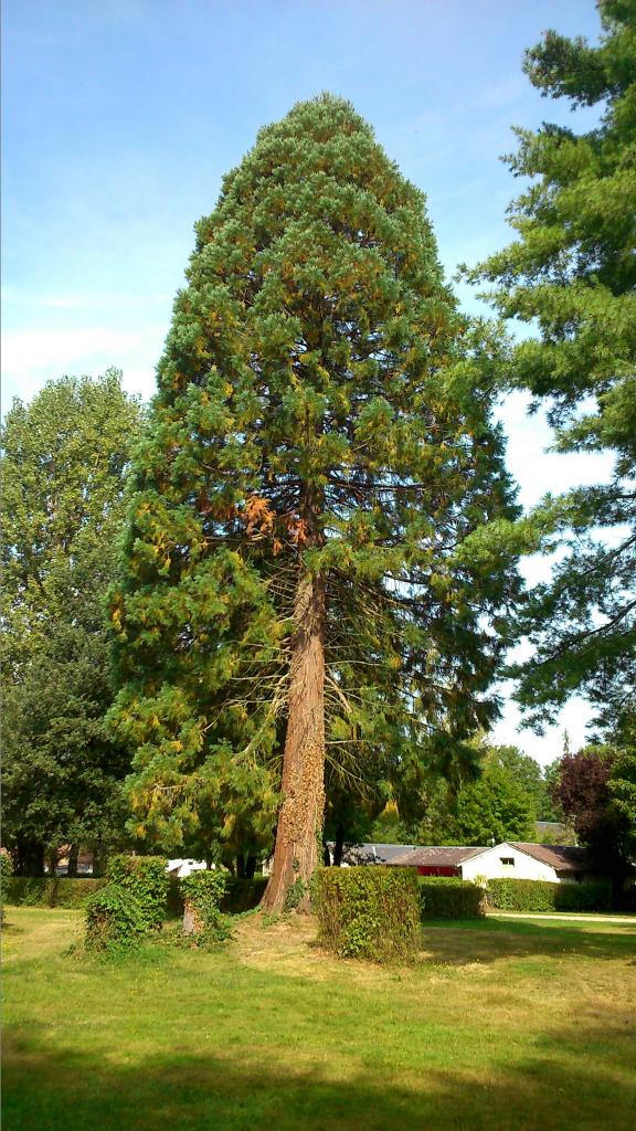 séquoia séquoidendron giganteum