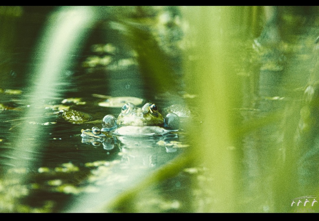 A l ombre du vieux chêne près d un lac il était une fois le chant des grenouilles 